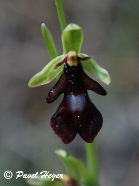 Ophrys insectifera